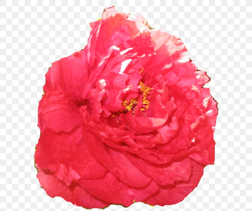 Cabbage Rose Garden Roses Carnation Cut Flowers Peony, PNG, 600x688px, Cabbage Rose, Carnation, Cut Flowers, Flower, Flowering Plant Download Free