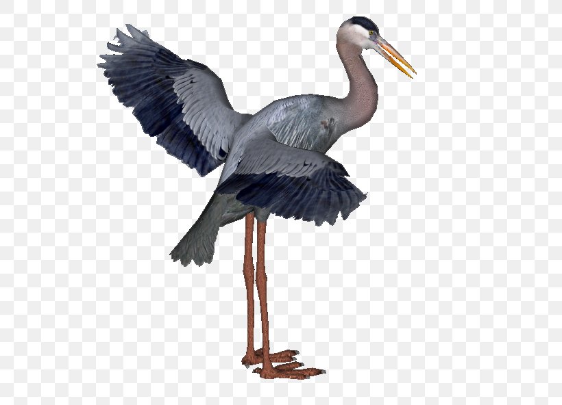 Great Blue Heron White Stork, PNG, 558x592px, Heron, Beak, Bird, Ciconiiformes, Crane Download Free