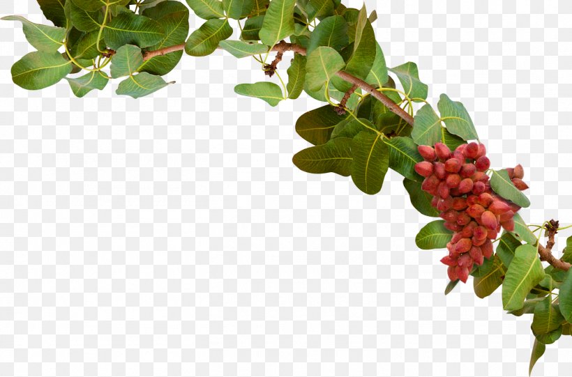 Pistachio Tree Branch Plant The Wonderful Company, PNG, 1412x933px, Pistachio, Almond, Anacardiaceae, Berry, Branch Download Free