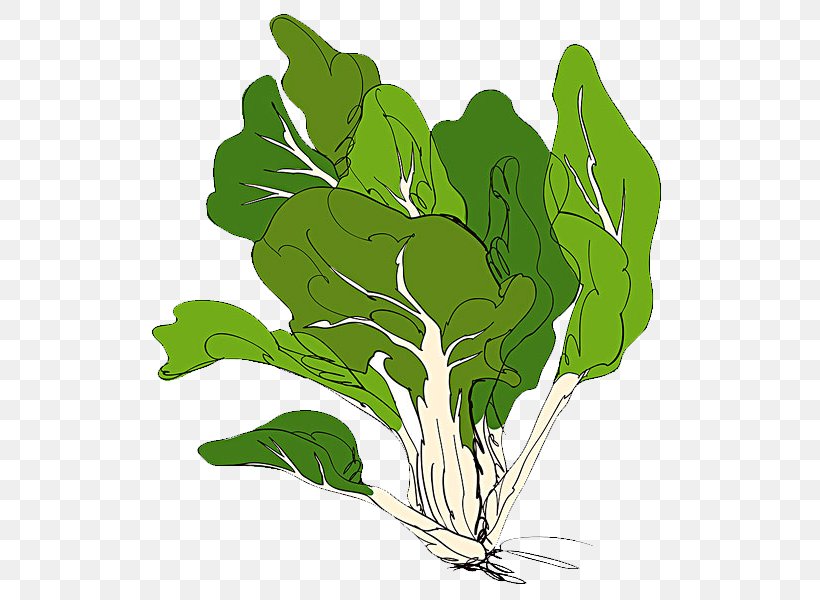 Spring Greens Vegetable Illustration, PNG, 600x600px, Spring Greens, Cabbage, Chard, Chinese Cabbage, Food Download Free