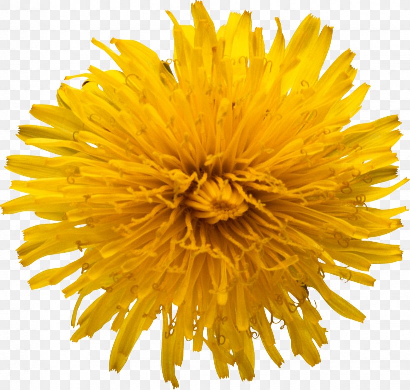 Common Sunflower Clip Art, PNG, 1223x1164px, Common Sunflower, Chrysanths, Cut Flowers, Daisy Family, Dandelion Download Free