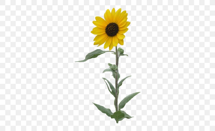 Common Sunflower Clip Art, PNG, 622x500px, Common Sunflower, Cut Flowers, Daisy Family, Flower, Flowering Plant Download Free