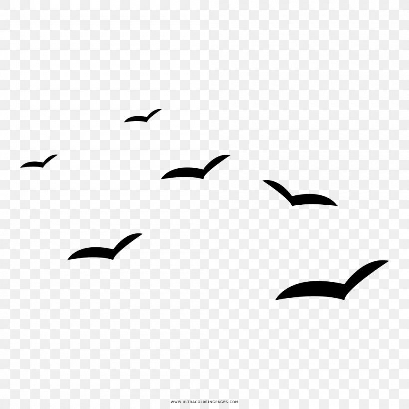 Gulls Drawing Coloring Book Black And White Painting, PNG, 1000x1000px, Gulls, Area, Ausmalbild, Beak, Bird Download Free