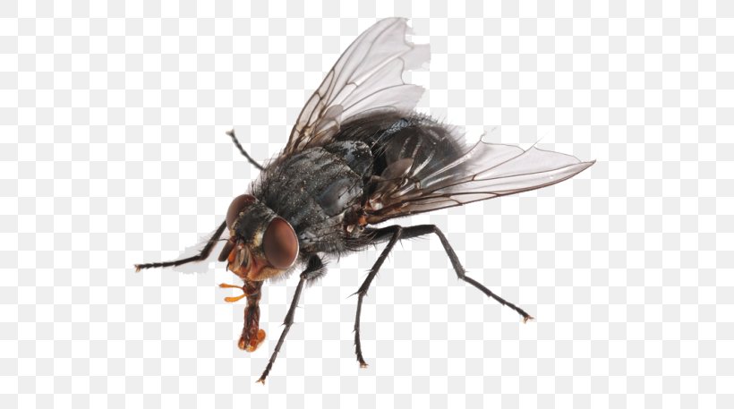 Insect Housefly, PNG, 600x457px, Insect, Arthropod, Display Resolution, Fly, Housefly Download Free