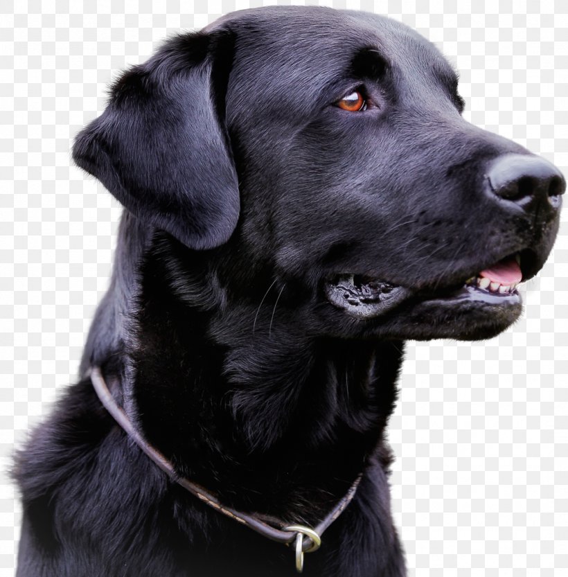 Labrador Retriever Infectious Canine Hepatitis Infection Canine Distemper Canine Parvovirus, PNG, 1063x1081px, Labrador Retriever, Adenoviridae, Borador, Canine Distemper, Canine Parvovirus Download Free