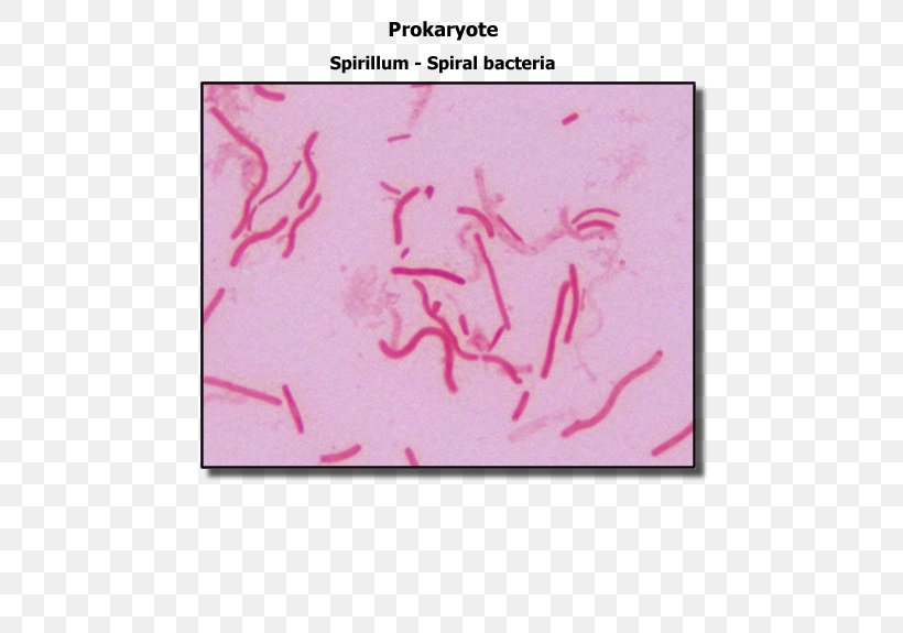 Staining Spirillum Gram-negative Bacteria Gram Stain Gram-positive Bacteria, PNG, 600x575px, Staining, Bacillus, Bacteria, Biology, Cell Download Free