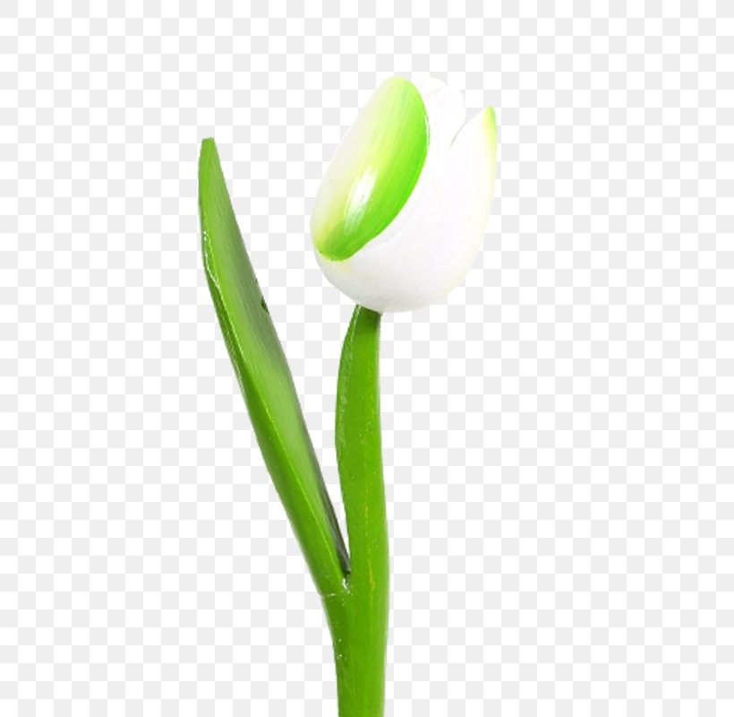 Tulip Plant Stem, PNG, 800x800px, Tulip, Flower, Flowering Plant, Grass, Plant Download Free