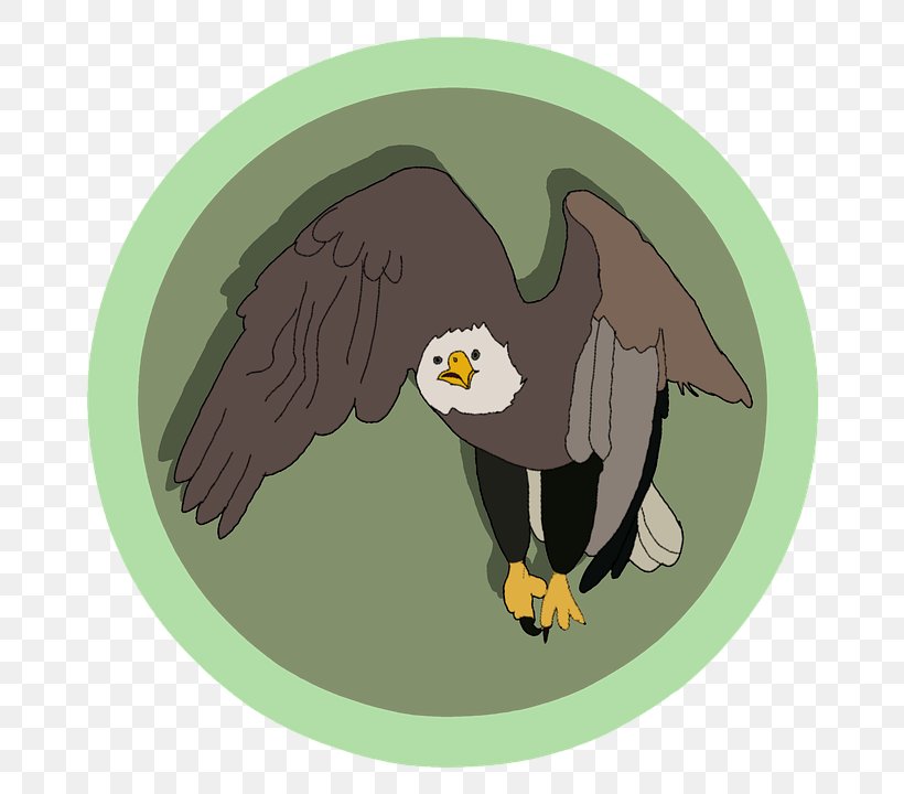 Bald Eagle Bird Image Download, PNG, 720x720px, Bald Eagle, Beak, Bird, Bird Of Prey, Diens Download Free