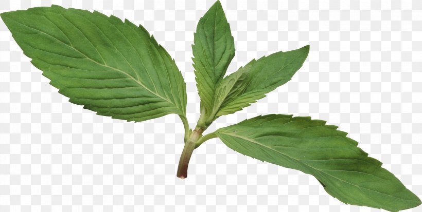 Herb Mentha Spicata Leaf Clip Art, PNG, 2939x1482px, Herb, Basil, Common Nettle, Herbal, Herbalism Download Free
