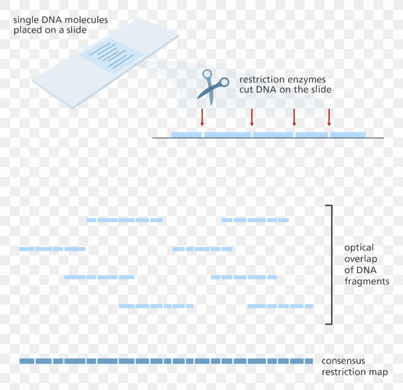 Optical Mapping Restriction Enzyme DNA Gene Mapping Genome, PNG, 1200x1162px, Optical Mapping, Agarose Gel Electrophoresis, Area, Biology, Brand Download Free
