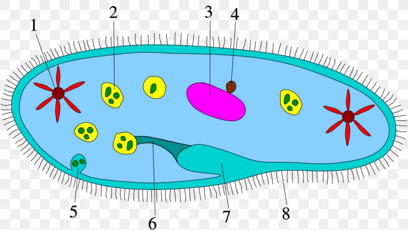 Protist Bacteria Cell Ciliate Biology, PNG, 1024x578px, Protist, Amoeba ...