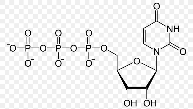 Uridine Diphosphate Uridine Triphosphate Adenosine Triphosphate Uridine Monophosphate, PNG, 800x465px, Watercolor, Cartoon, Flower, Frame, Heart Download Free