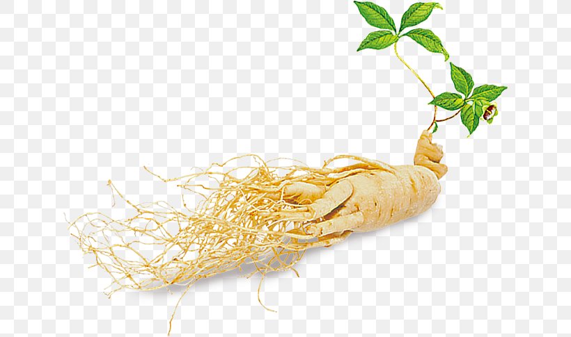Asian Ginseng American Ginseng Hongsam Ginsenoside Plant, PNG, 640x485px, Asian Ginseng, Adaptogen, American Ginseng, Chinese Herbology, Extract Download Free