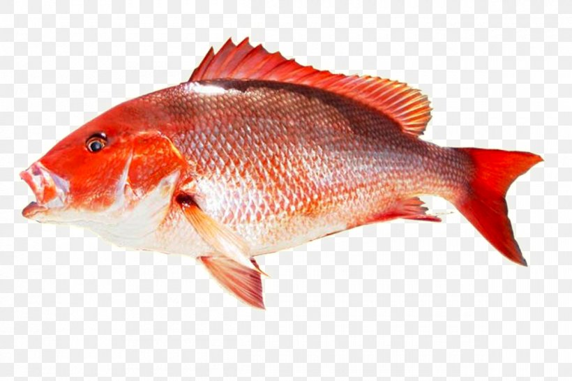 Fish Northern Red Snapper Yellowtail Amberjack Seafood King Mackerel, PNG, 1200x800px, Fish, Animal Source Foods, Bony Fish, Cooking, Fauna Download Free