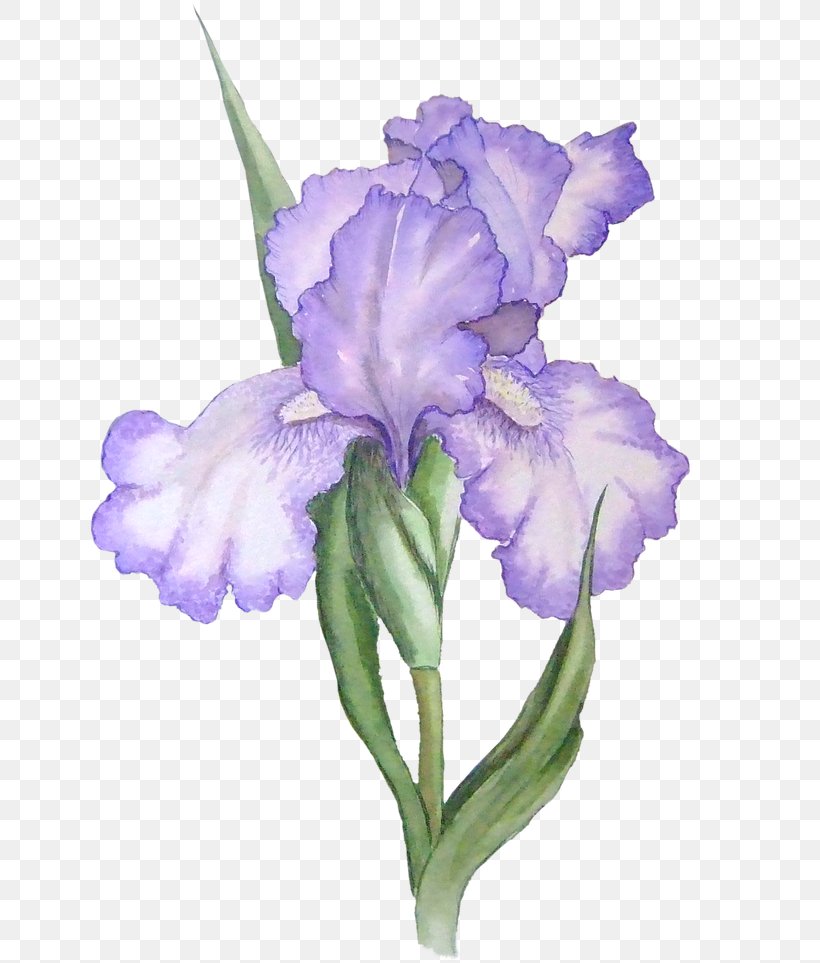 Iris Versicolor Iris Lacustris Iris Flower Data Set Clip Art, PNG, 640x963px, Iris Versicolor, Color, Cut Flowers, Flower, Flowering Plant Download Free