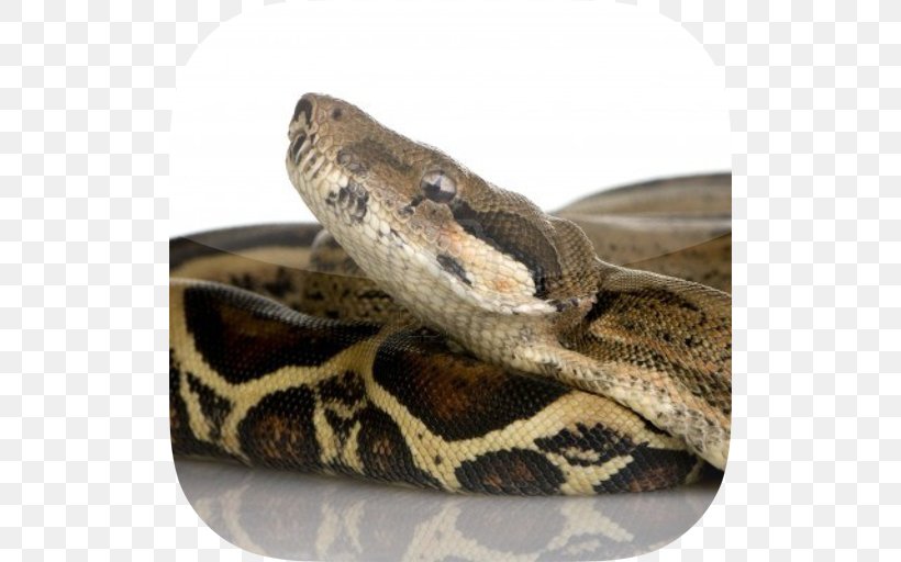 Snake Constriction Boa Constrictor Imperator UGRodents Stock Photography, PNG, 512x512px, Snake, Boa Constrictor, Boa Constrictor Imperator, Boas, Colubridae Download Free
