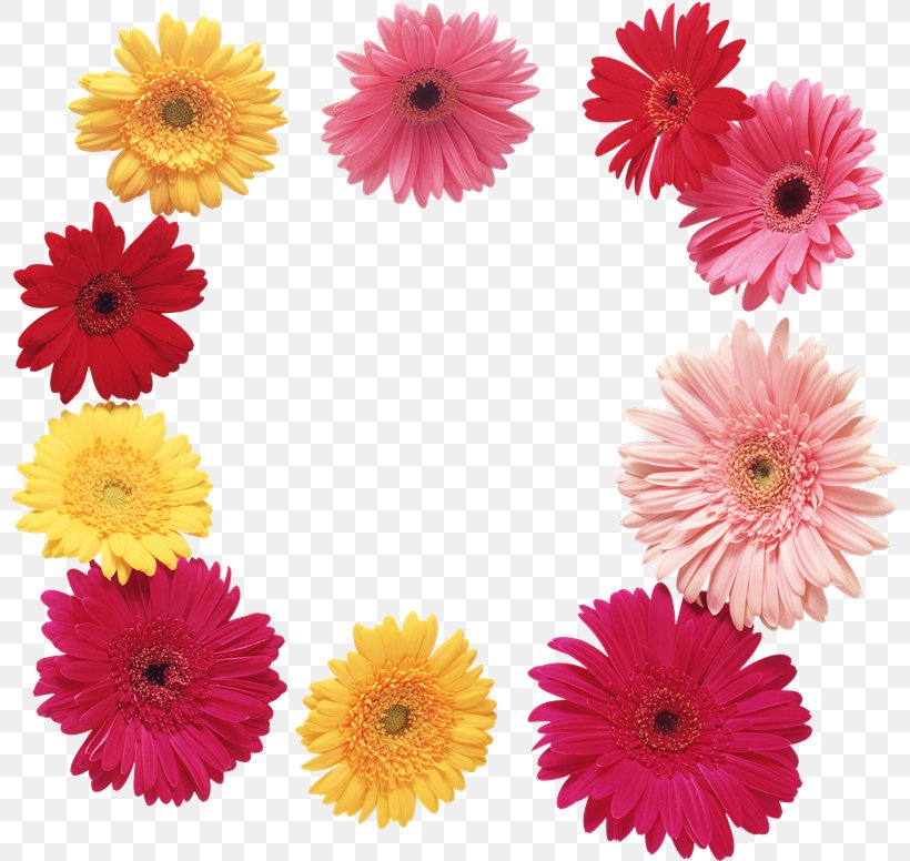 Transvaal Daisy Flower Petal Photography Floral Design, PNG, 800x776px, Transvaal Daisy, Annual Plant, Chrysanths, Cut Flowers, Dahlia Download Free