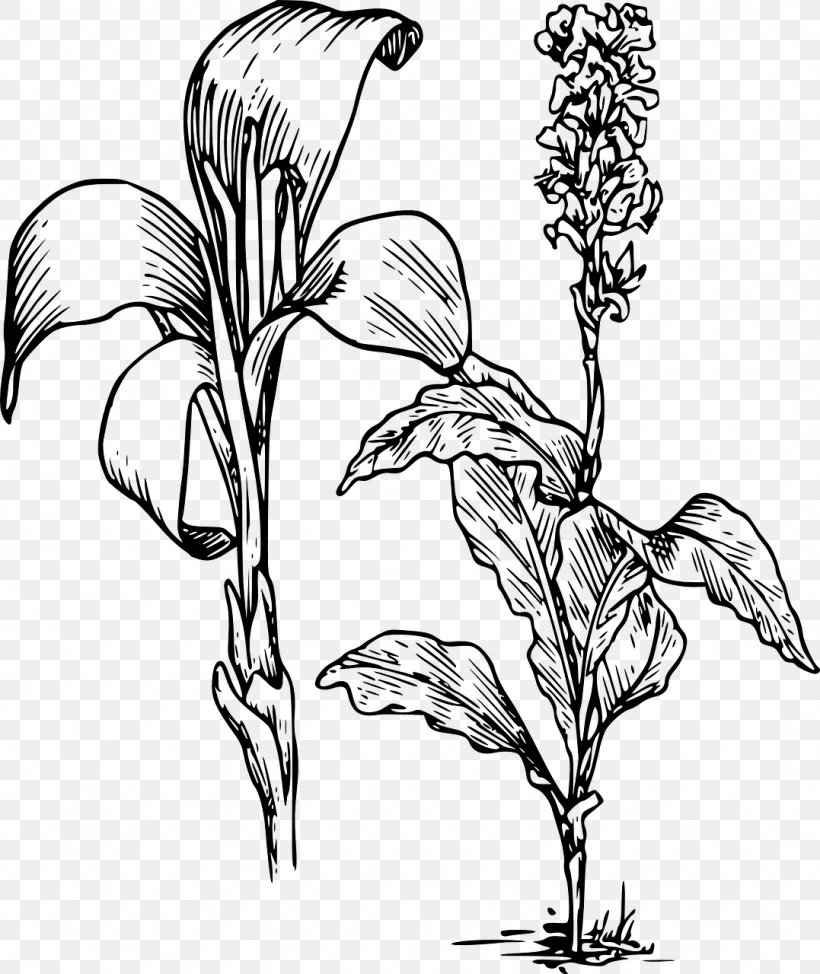 Arum-lily Canna Indica Flower Tiger Lily Clip Art, PNG, 1077x1280px, Arumlily, Art, Artwork, Black And White, Branch Download Free