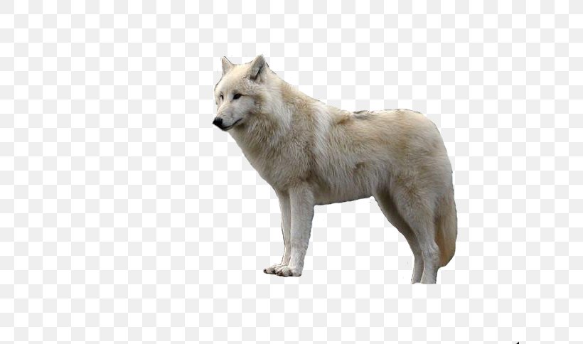 Arctic Wolf Clip Art, PNG, 640x484px, Arctic Wolf, Canadian Eskimo Dog, Canis Lupus Tundrarum, Carnivoran, Dog Breed Download Free