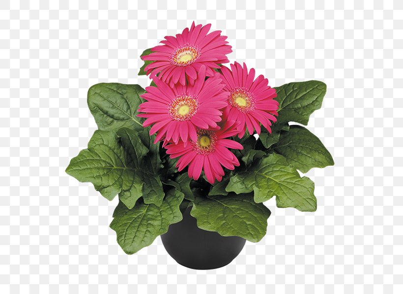 Florium Transvaal Daisy Cut Flowers Plant, PNG, 600x600px, Florium, Annual Plant, Chrysanthemum, Chrysanths, Cut Flowers Download Free