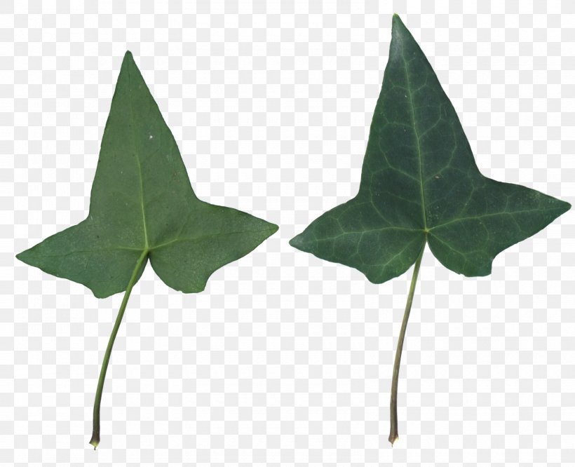 Plant Leaf, PNG, 1600x1301px, Plant, Ivy, Leaf Download Free