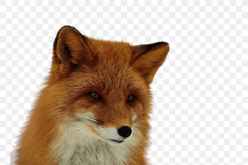 Red Fox Clip Art, PNG, 850x566px, Red Fox, Carnivoran, Dhole, Dog Like Mammal, Fauna Download Free