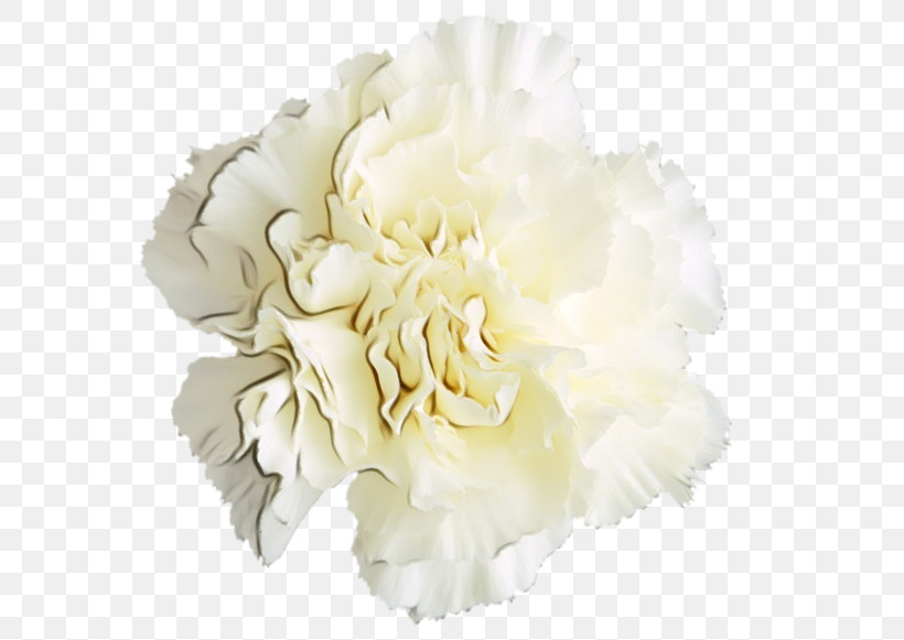 White Flower Cut Flowers Petal Plant, PNG, 600x581px, Watercolor, Carnation, Chinese Peony, Common Peony, Cut Flowers Download Free