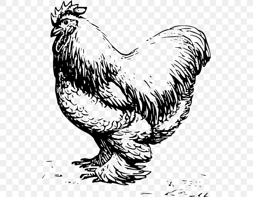 Cochin Chicken Silkie Plymouth Rock Chicken Dorking Chicken Leghorn Chicken, PNG, 546x640px, Watercolor, Cartoon, Flower, Frame, Heart Download Free