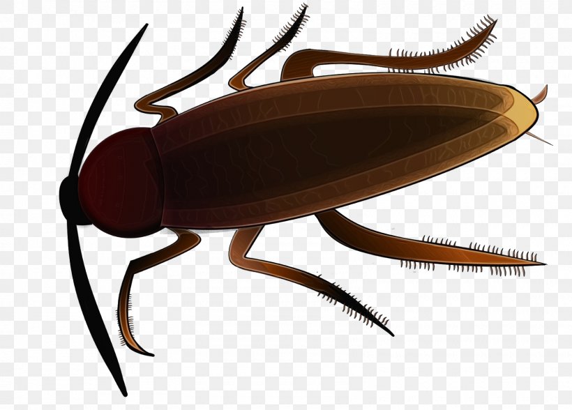 Cockroach Cartoon, PNG, 1600x1148px, Cockroach, American Cockroach, Beetle, Belostomatidae, Blattodea Download Free