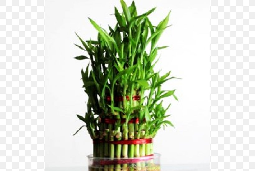 Lucky Bamboo Houseplant Flowerpot, PNG, 600x548px, Lucky Bamboo, Aloe Vera, Bamboo, Bonsai, Cactaceae Download Free