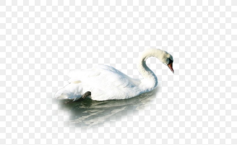 Water Duck, PNG, 500x502px, Water, Beak, Bird, Duck, Ducks Geese And Swans Download Free