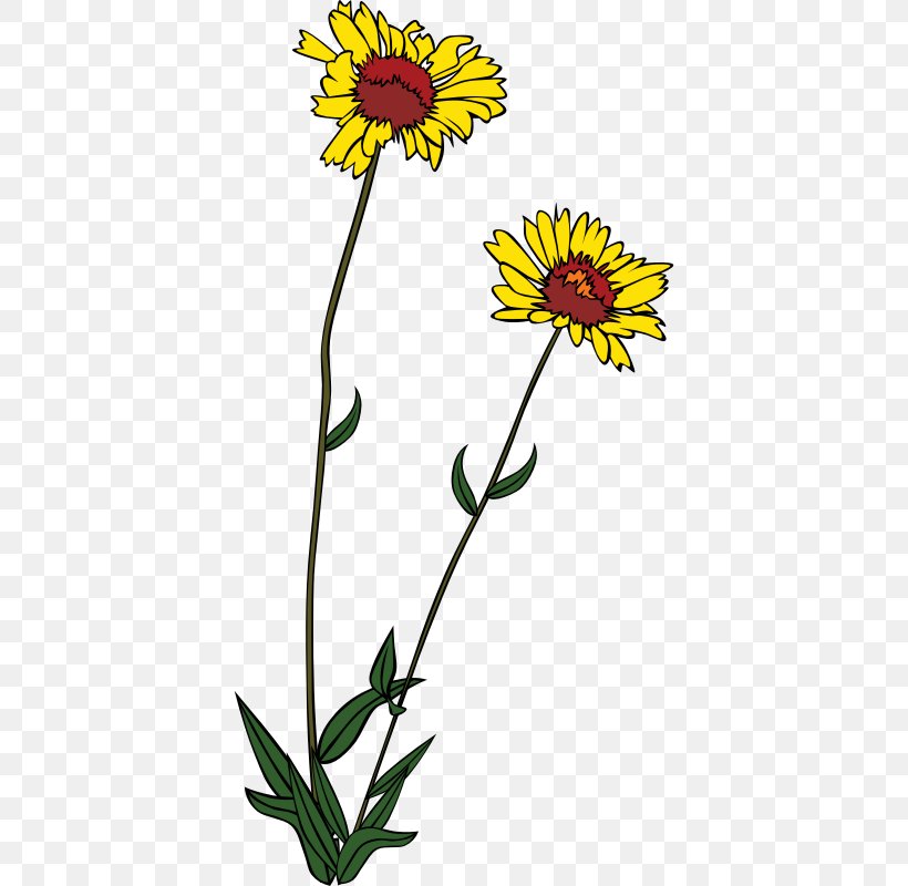 Wildflower Clip Art, PNG, 800x800px, Wildflower, Annual Plant, Calendula, Chamaemelum Nobile, Chrysanths Download Free