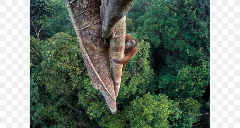 Wildlife Photographer Of The Year Wildlife Photography Orangutan, PNG, 991x529px, Wildlife Photographer Of The Year, Award, Competition, Forest, Grass Download Free