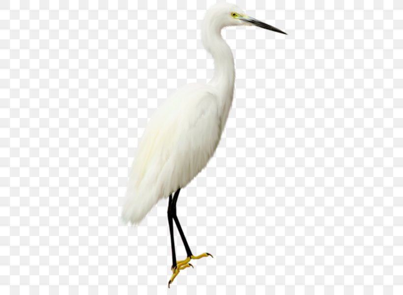 Bird, PNG, 600x600px, Bird, Beak, Ciconiiformes, Crane, Crane Like Bird Download Free