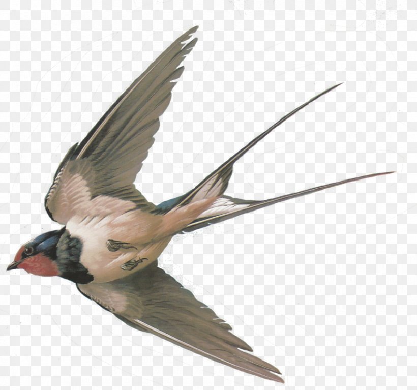 Bird Sparrow Columbidae Barn Swallow Tree Swallow, PNG, 850x796px, Bird, Barn Swallow, Beak, Bird Control, Columbidae Download Free