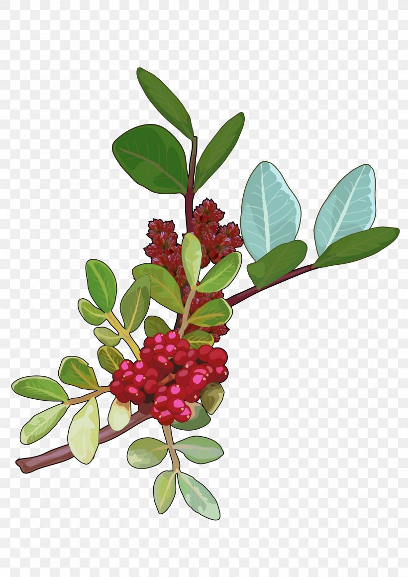 Canary Islands Mastic Tree Open Educational Resources Morella Faya, PNG, 2480x3508px, Canary Islands, Aquifoliaceae, Arctostaphylos, Arctostaphylos Uva Ursi, Berry Download Free