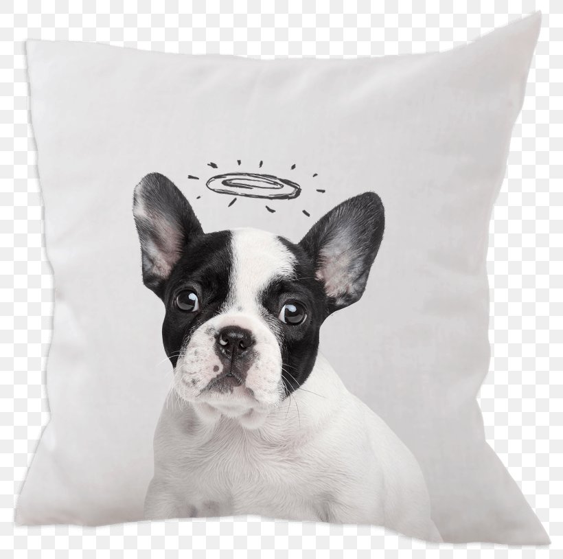 French Bulldog Toy Bulldog Jack Russell Terrier Bull Terrier, PNG, 814x814px, French Bulldog, American Staffordshire Terrier, Boston Terrier, Bull Terrier, Bulldog Download Free