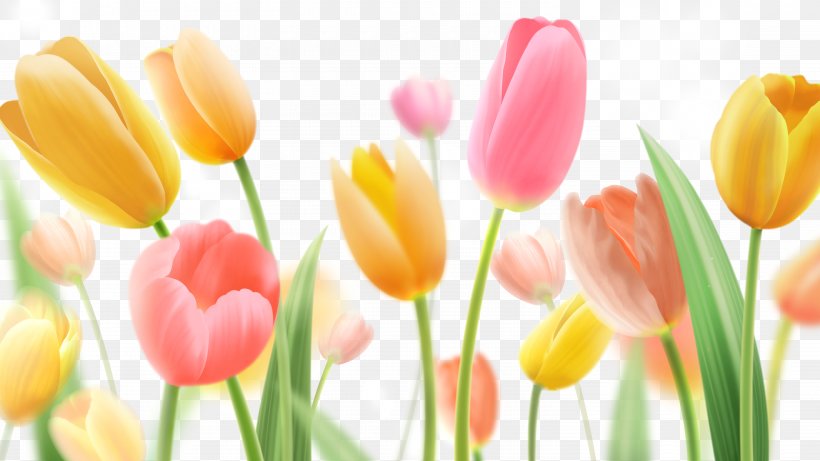 Indira Gandhi Memorial Tulip Garden Paper Flower Painting, PNG, 6000x3375px, Indira Gandhi Memorial Tulip Garden, Color, Cut Flowers, Floristry, Flower Download Free
