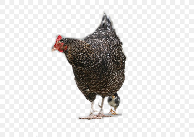 Plymouth Rock Chicken Rooster Hen Mother, PNG, 580x580px, Plymouth Rock Chicken, Beak, Bird, Birth, Chicken Download Free
