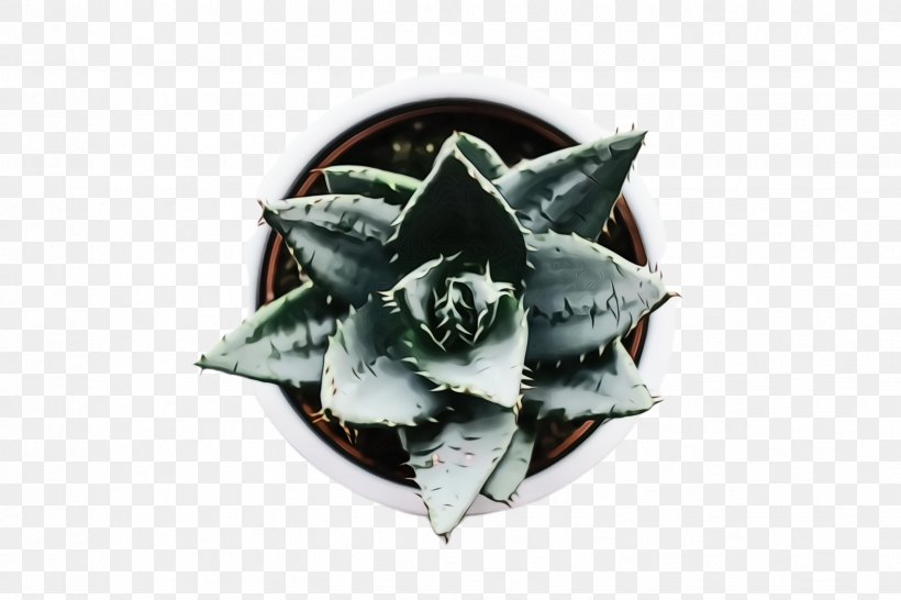 Aloe Vera Leaf, PNG, 2448x1632px, Watercolor, Aloe Vera, Brooch, Cactus, Echeveria Download Free