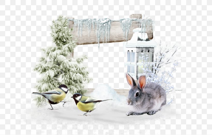 Beak Bird Food Winter Branching, PNG, 699x521px, Beak, Bird, Bird Food, Bird Supply, Branch Download Free