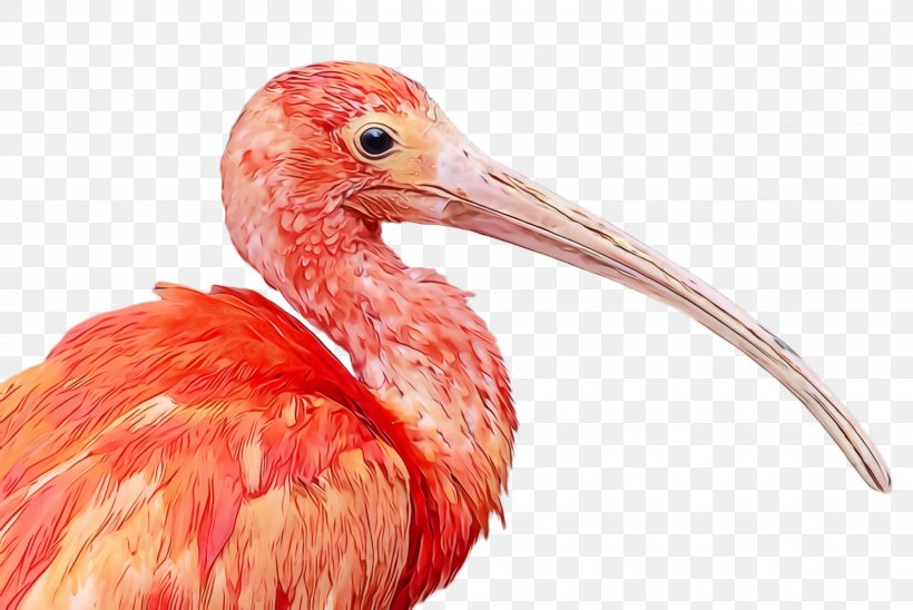 Bird Beak Ibis Pink Pelecaniformes, PNG, 2448x1636px, Watercolor, Beak, Bird, Ibis, Paint Download Free