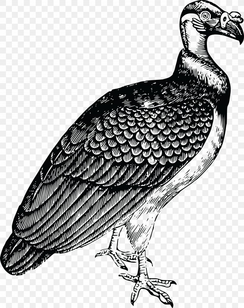 Turkey Vulture Bird King Vulture Clip Art, PNG, 4000x5060px, Turkey Vulture, Andean Condor, Beak, Bird, Bird Of Prey Download Free