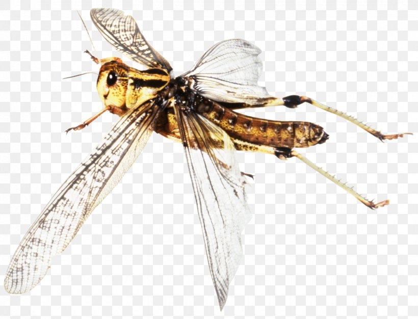 Beetle Fly Pterygota Flight Locust, PNG, 1440x1101px, Beetle, Arthropod, Bird Flight, Desert Locust, Dragonfly Download Free