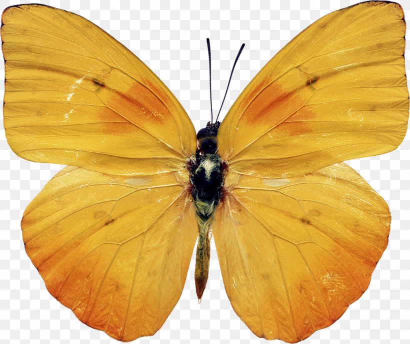 Butterfly Insect Yellow Photography, PNG, 1176x989px, Butterfly, Animal, Antenna, Arthropod, Blue Download Free