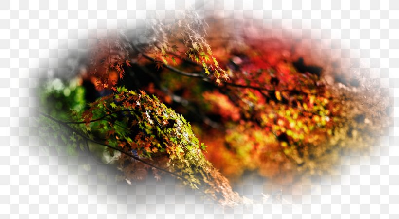 Desktop Wallpaper Tree Japanese Maple Wallpaper Group Wallpaper, PNG, 800x450px, Tree, Bark, Christmas Tree, Display Resolution, Forest Download Free