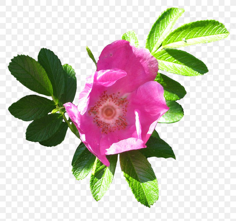 Glaucous Dog Rose Dog-rose Beach Rose Cabbage Rose Clip Art, PNG, 819x768px, Glaucous Dog Rose, Beach Rose, Cabbage Rose, China Rose, Dogrose Download Free