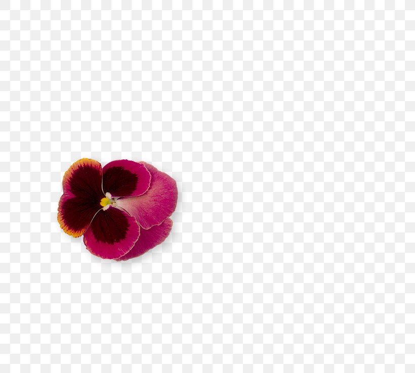 Pansy Magenta Shoe, PNG, 608x738px, Pansy, Flower, Flowering Plant, Magenta, Petal Download Free