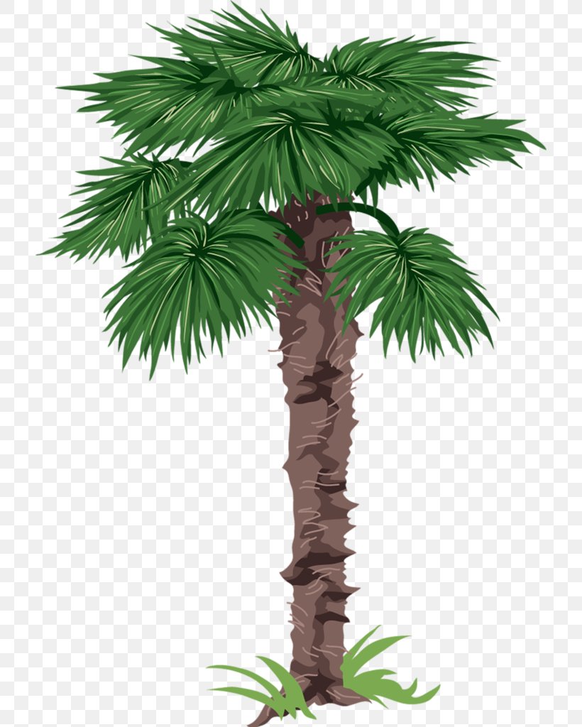 Arecaceae Tree Drawing Clip Art, PNG, 720x1024px, Arecaceae, Areca Nut, Arecales, Borassus Flabellifer, Christmas Tree Download Free