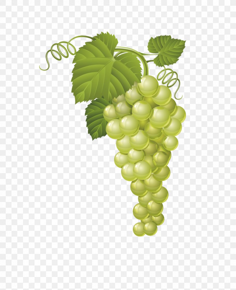 Common Grape Vine Fruit Clip Art, PNG, 900x1104px, Common Grape Vine, Food, Fruit, Grape, Grape Juice Download Free